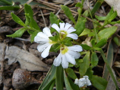 Scaevola albida