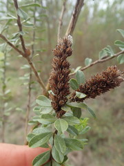 Psoralea spicata