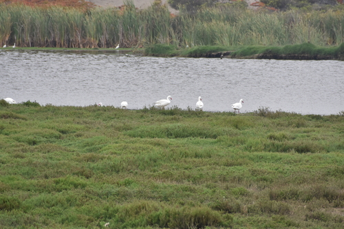 Coscoroba Swan (Coscoroba coscoroba), photo 4