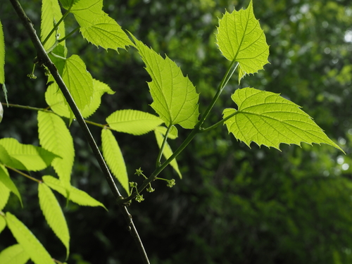 Hosiea japonica iNat (3)