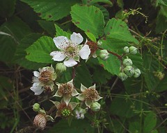 Rubus gratus