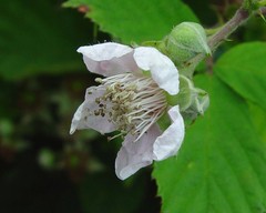 Rubus gratus