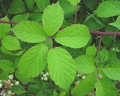 Rubus gratus