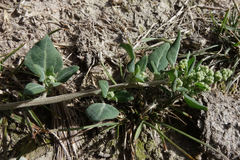 Chenopodium vulvaria