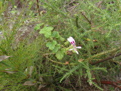 Pelargonium greytonense