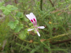 Pelargonium greytonense