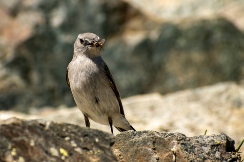 Cinereous Ground Tyrant (Muscisaxicola cinereus)