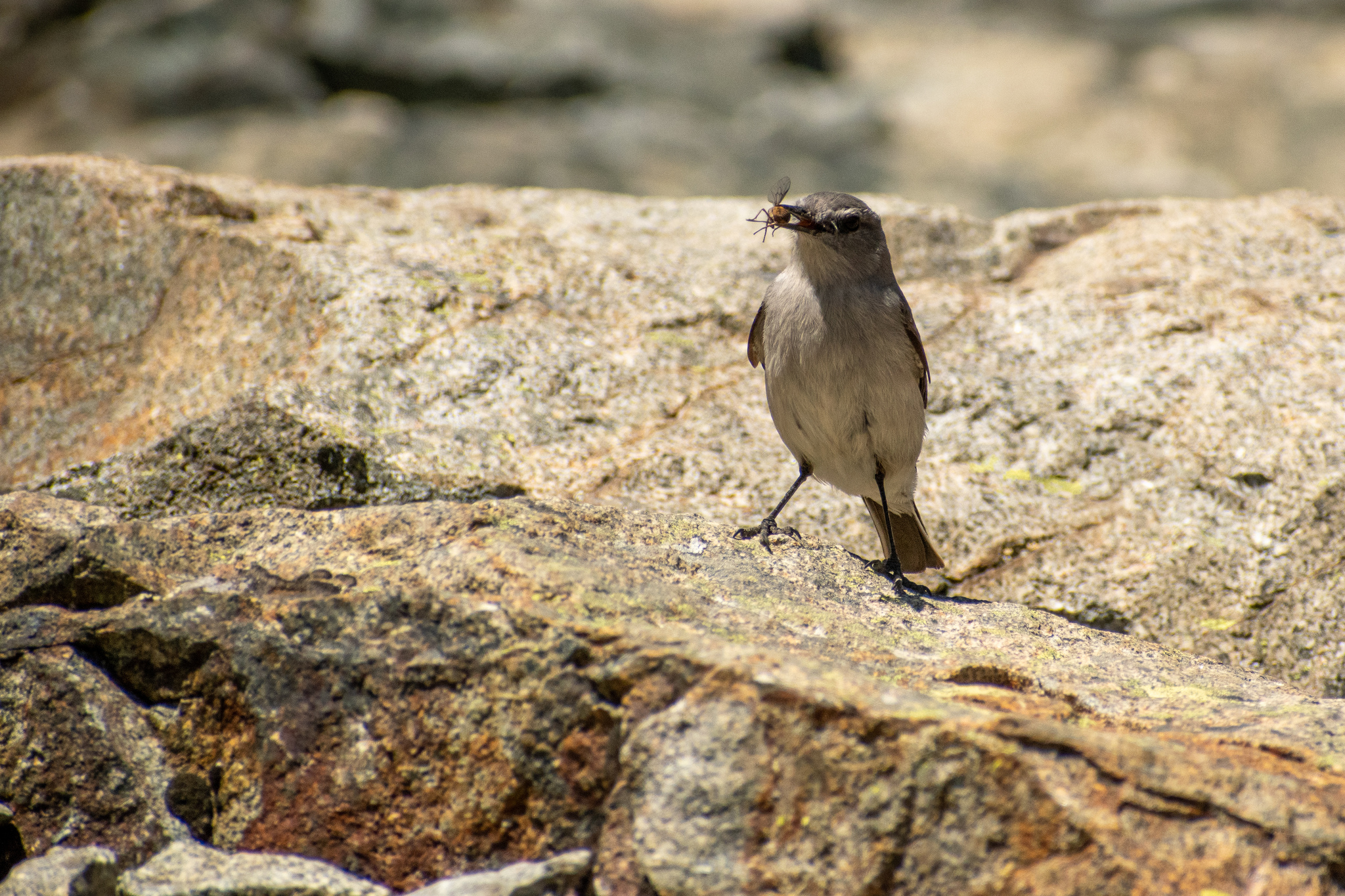 Cinereous Ground Tyrant (Muscisaxicola cinereus), photo 3