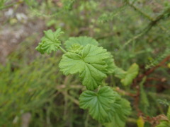 Pelargonium greytonense