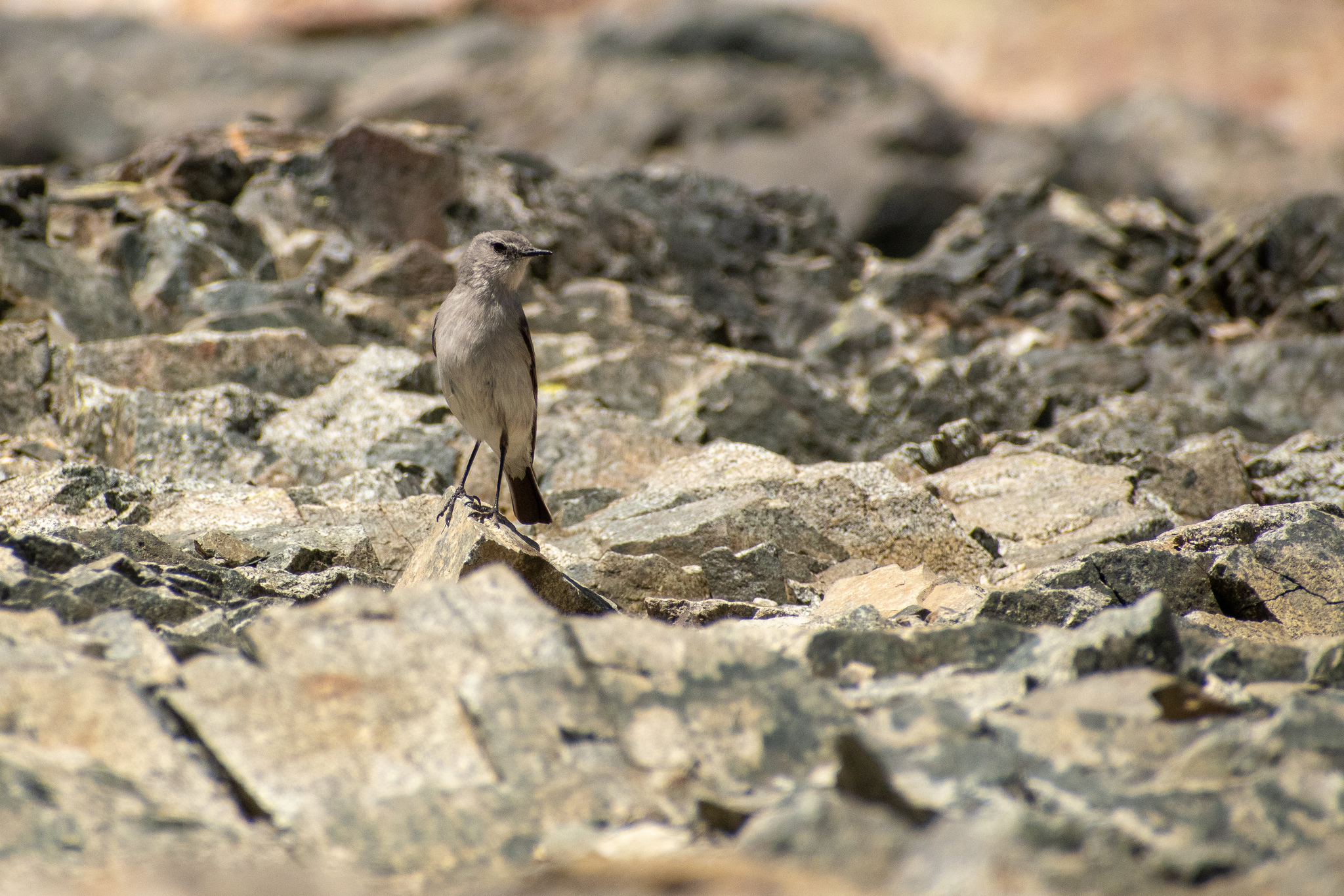 Cinereous Ground Tyrant (Muscisaxicola cinereus), photo 4