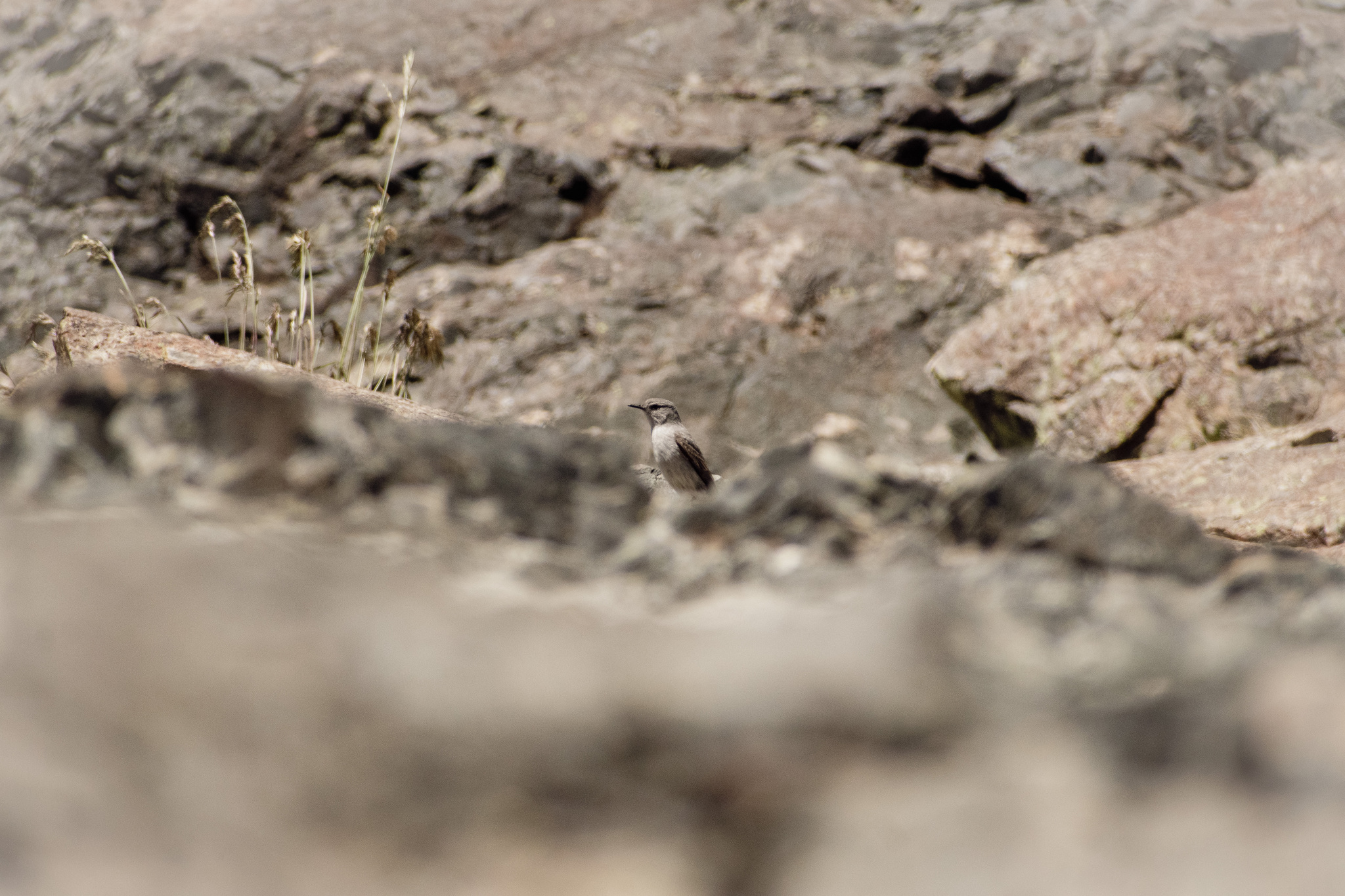 Cinereous Ground Tyrant (Muscisaxicola cinereus), photo 2