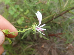 Pelargonium greytonense