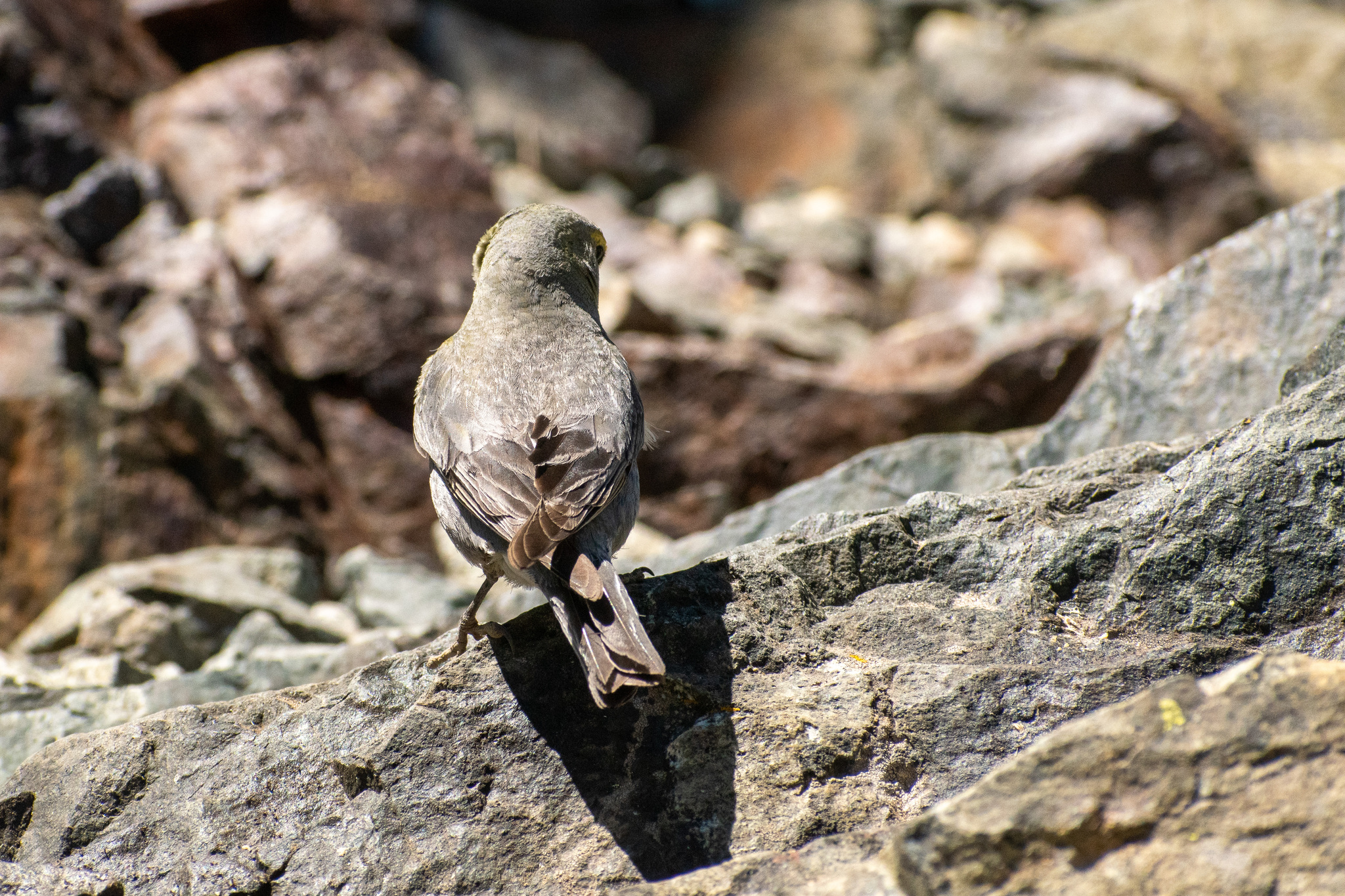 Yellow-bridled Finch (Melanodera xanthogramma), photo 5