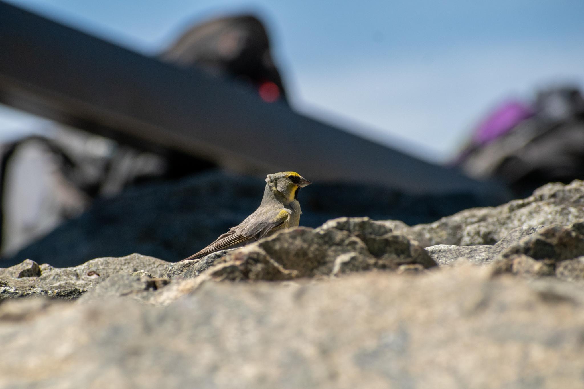 Yellow-bridled Finch (Melanodera xanthogramma), photo 9
