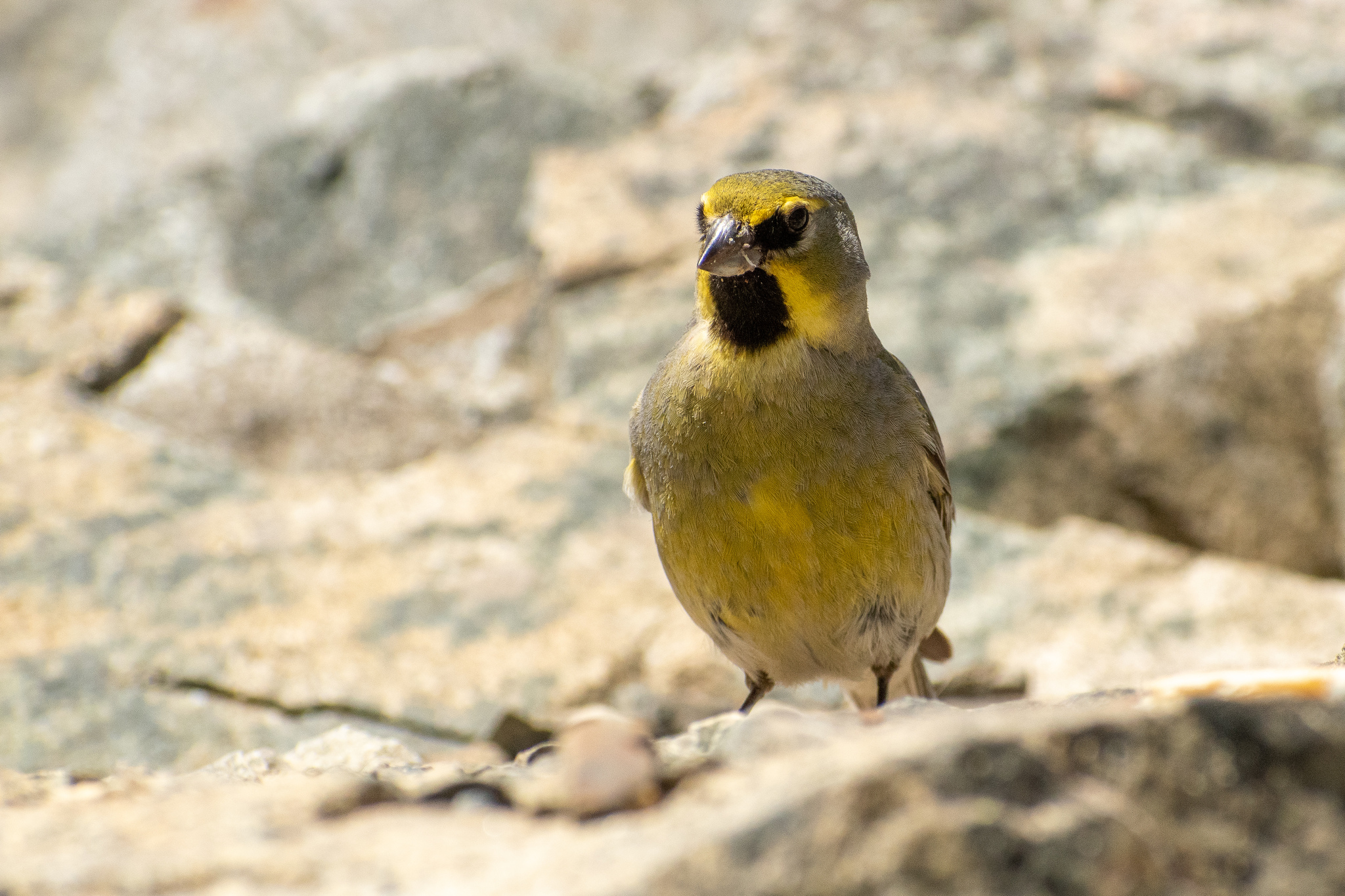 Yellow-bridled Finch (Melanodera xanthogramma), photo 4