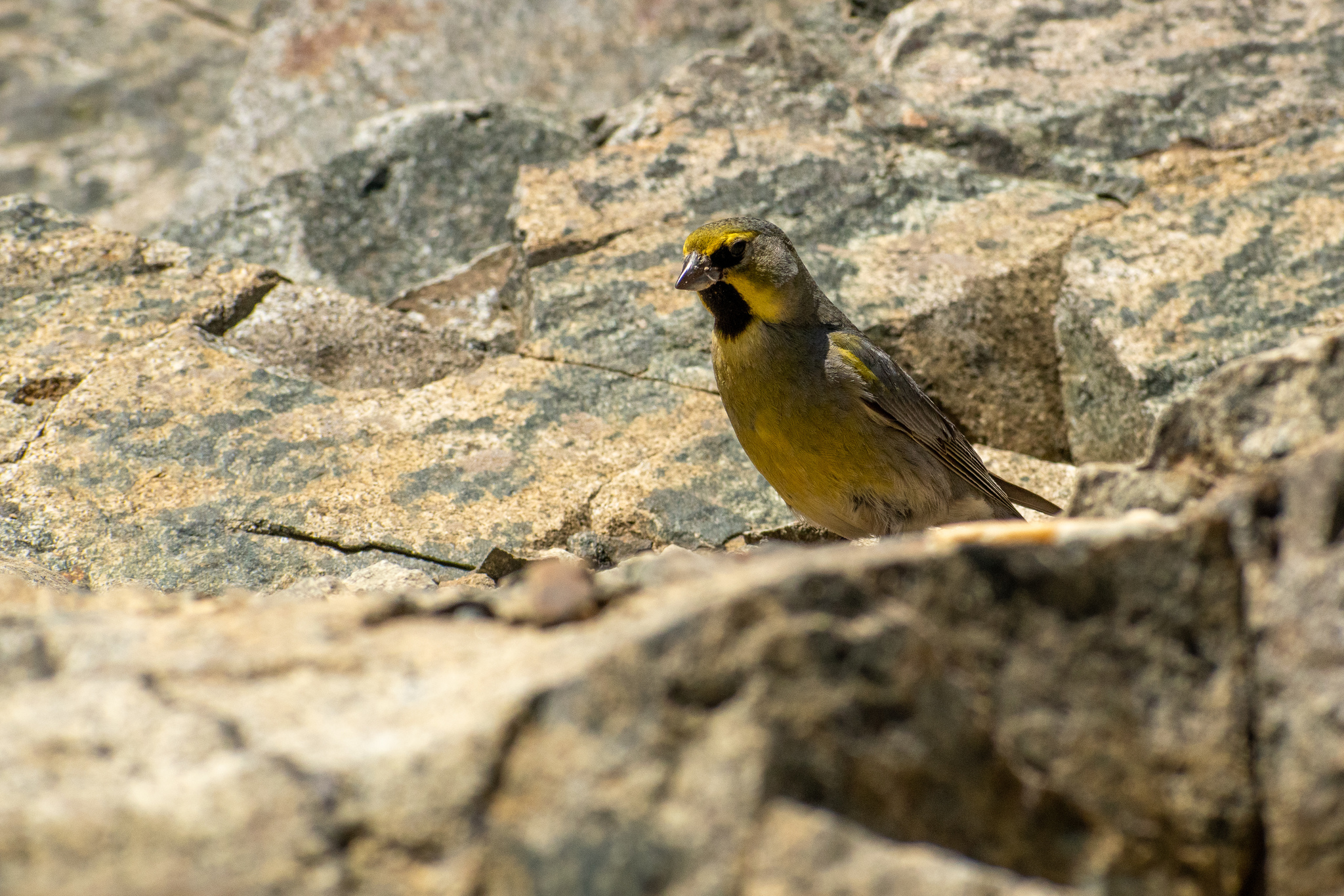 Yellow-bridled Finch (Melanodera xanthogramma), photo 10