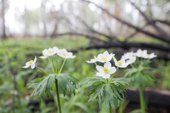 Anemonastrum crinitum