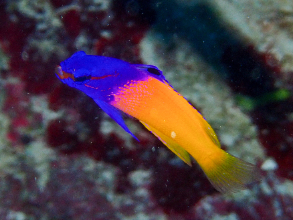 Fairy basslet (Gramma loreto) — Grammatidae