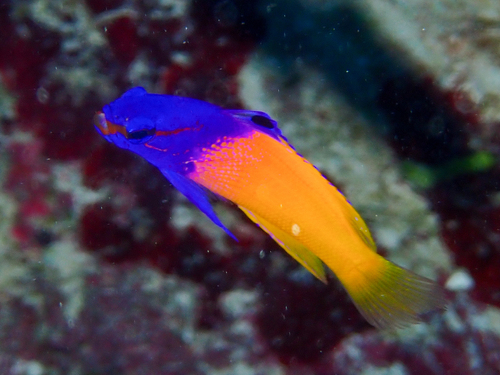 Fairy basslet (Gramma loreto) — Grammatidae