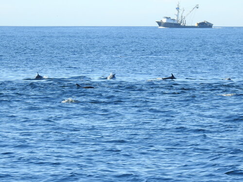 Delphinus delphis