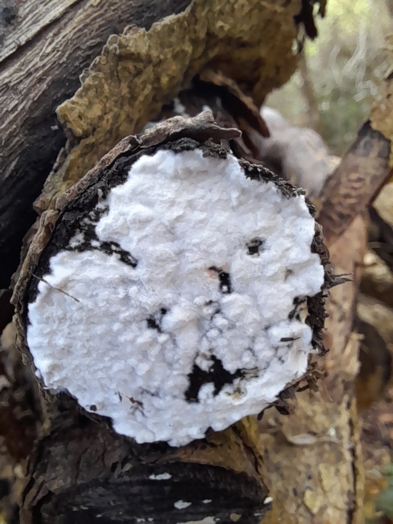 Byssomerulius corium · January 2026 · photo: © arthurpearson24 (iNaturalist, cc0)