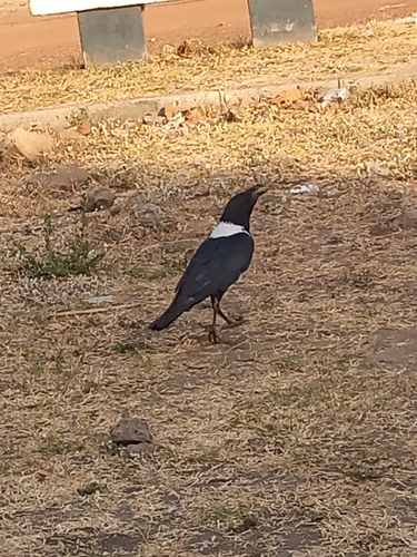 Pied Crow