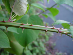 Rubus boudiccae
