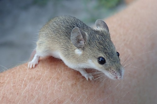 Southern African Pygmy Mouse