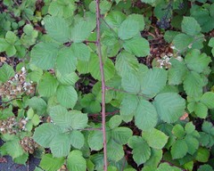 Rubus boudiccae
