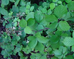 Rubus boudiccae