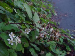 Rubus boudiccae