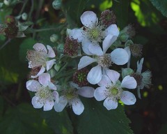 Rubus boudiccae