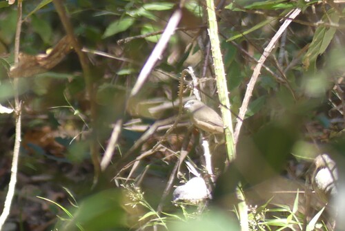 Madagascar Mannikin (Lepidopygia nana), photo 8
