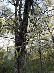 Brassavola tuberculata