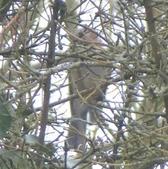 Accipiter nisus