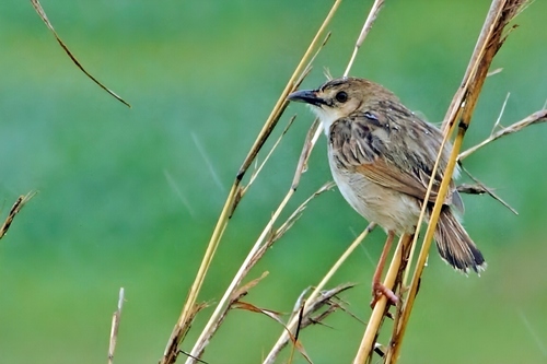 Croaking Cisticola (Cisticola natalensis)