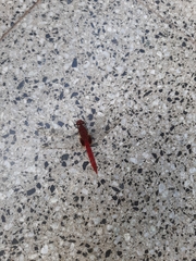 Erythemis mithroides