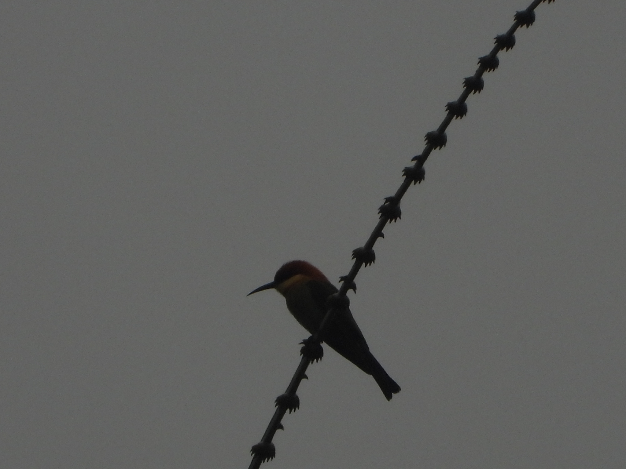Chestnut-headed Bee-eater (Merops leschenaulti), photo 4