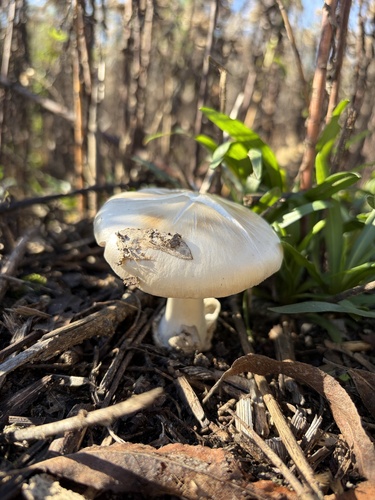 iNaturalist observation photo of Volvopluteus