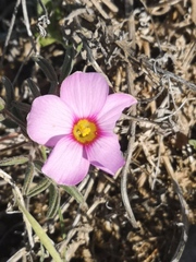 Oxalis callosa