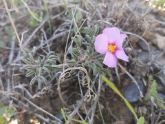 Oxalis callosa