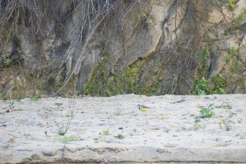 Madagascar Wagtail (Motacilla flaviventris), photo 10