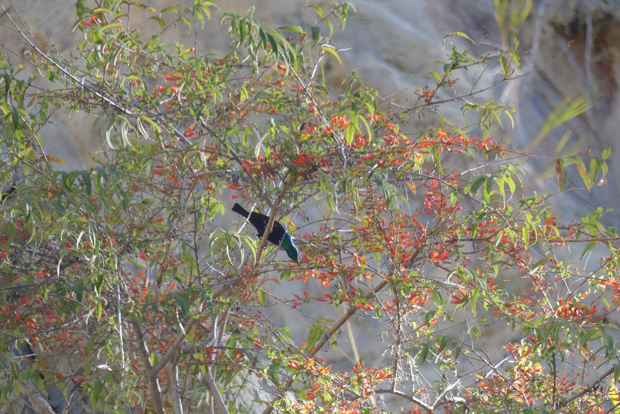 Malagasy Sunbird illustration