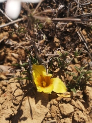 Romulea tortuosa