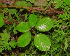 Rubus cardiophyllus
