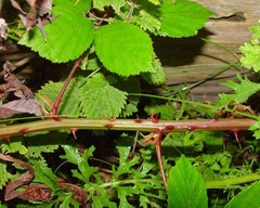 Rubus cardiophyllus