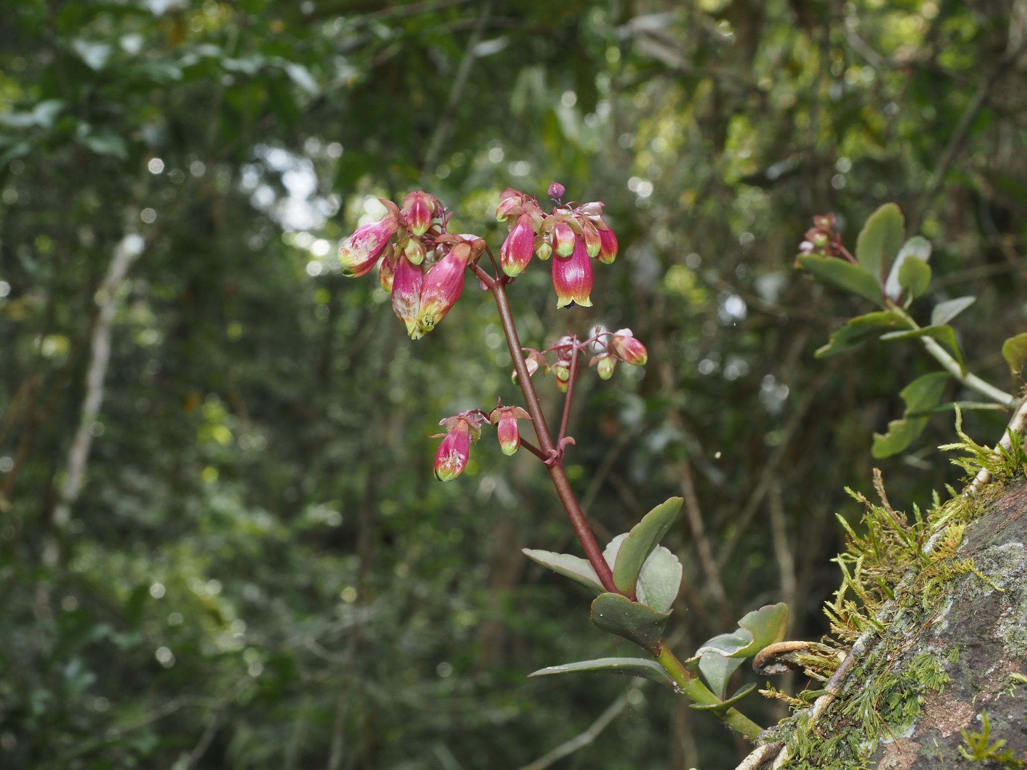 Kitchingia porphyrocalyx Baker 2