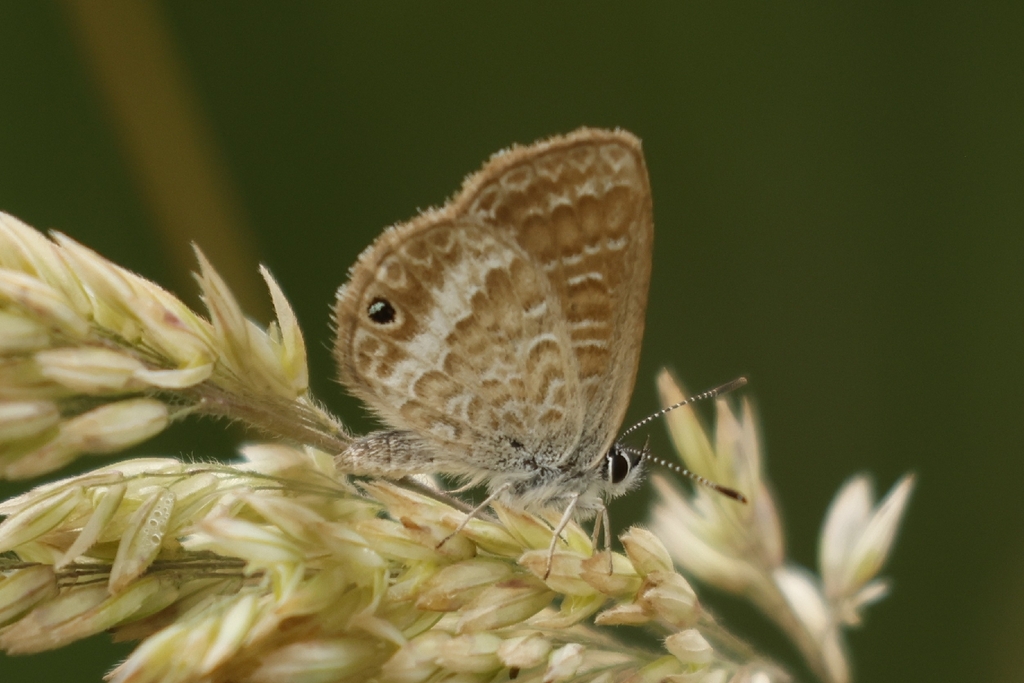 Marsh Mountain Blue