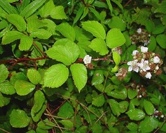Rubus cardiophyllus