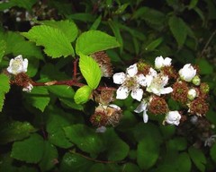 Rubus cardiophyllus